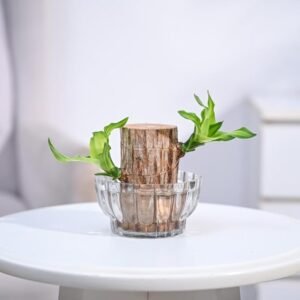 Revitalize Your Space with Indoor Plants